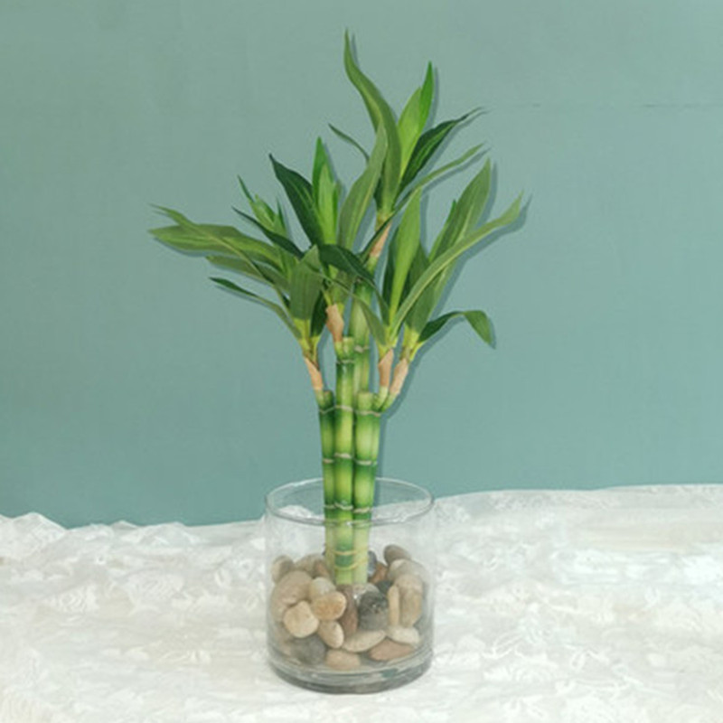 Succulent Set - Tanaman Bambu Keberuntungan Buatan Baru 40cm,