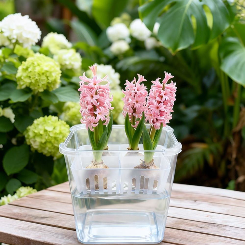 Indoor Plants - Vas Hidroponik untuk Bunga Tulip dan