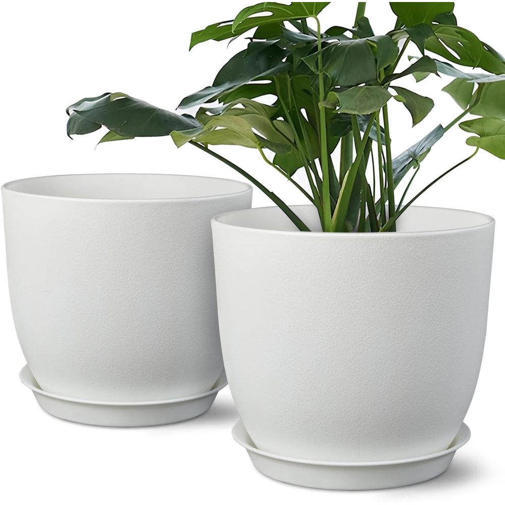 Indoor Plants - Set Pot Tanaman 8 Inci Isi
