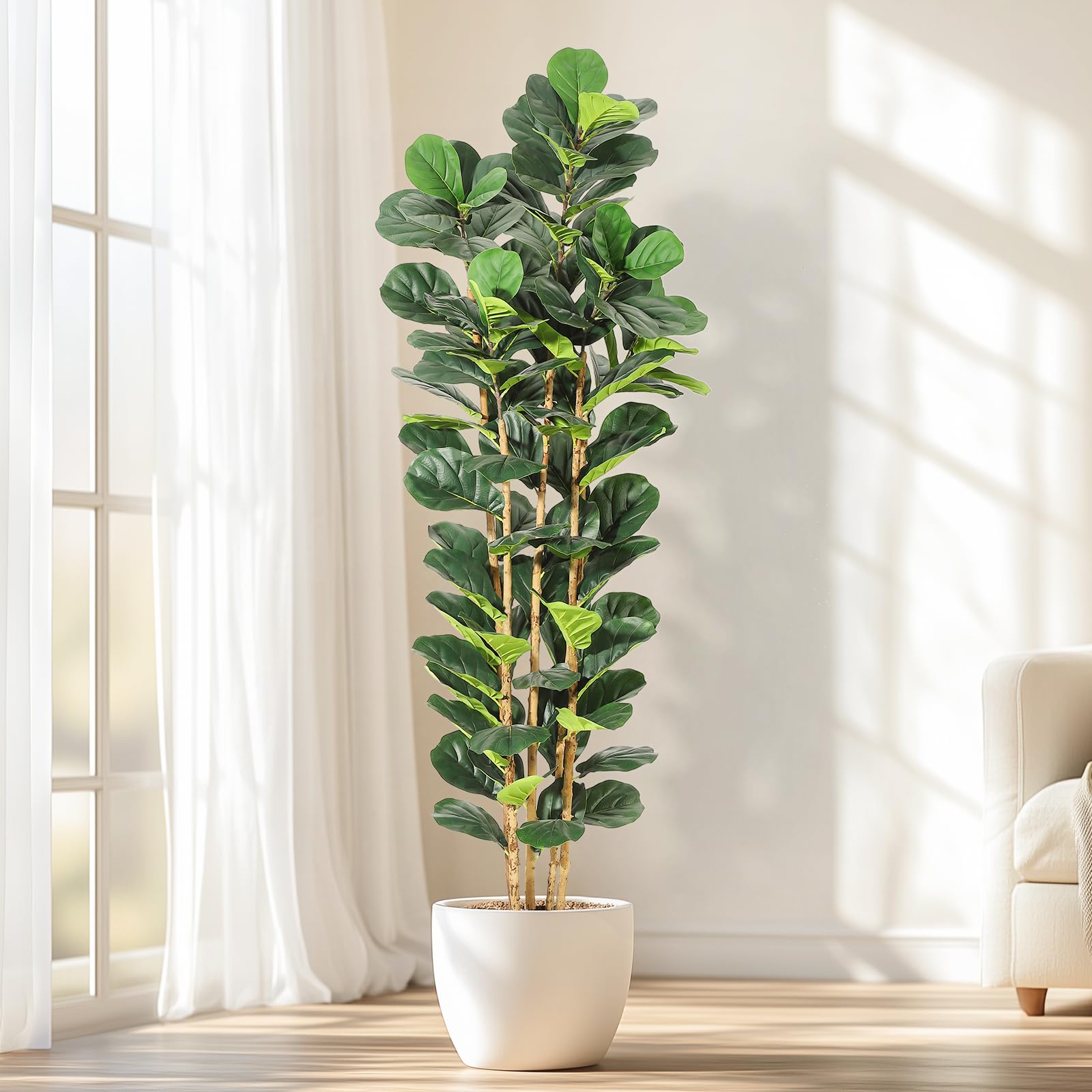 Pohon Ficus dengan Daun Mirip  - Fiddle Leaf Fig ulasan dan harga