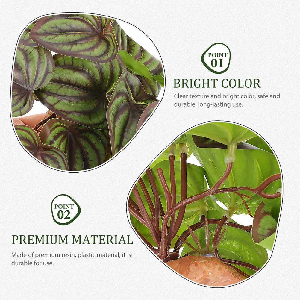 Tanaman Hias Simulasi Berkuali - Snake Plant ulasan dan harga