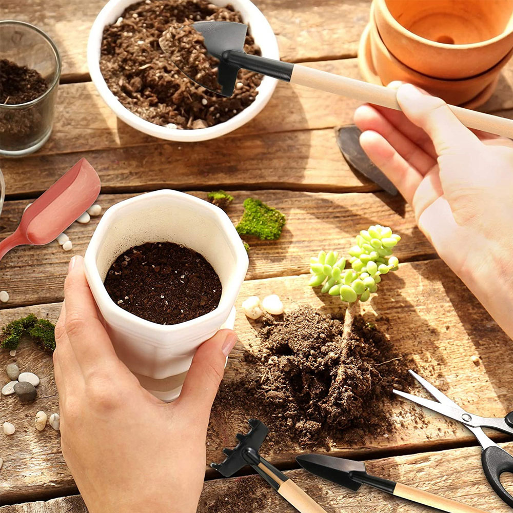 Alat Tanaman Sukulen Alat Tang - Succulent Set ulasan dan harga