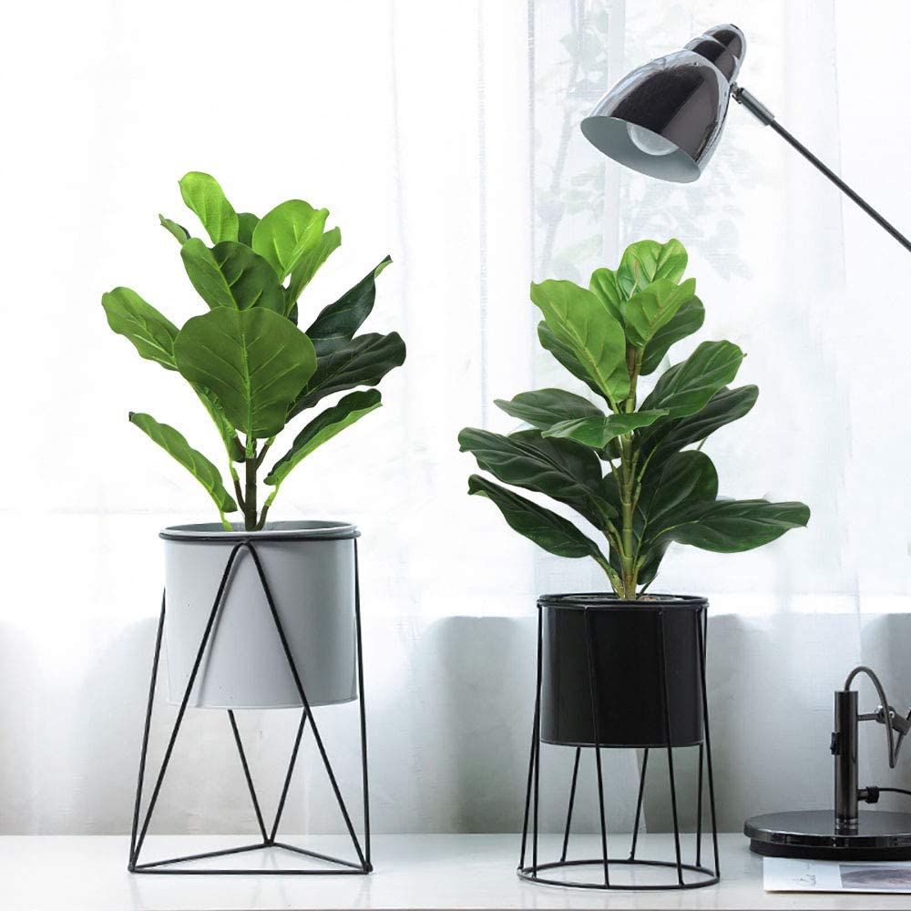 AB33-2 Buah Pohon Ara Daun Bio - Fiddle Leaf Fig ulasan dan harga